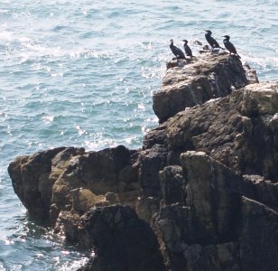Sutton Howth Howth Cliff Walk to Sutton Cross, Howth Abbey, Seals in Howth harbour ...