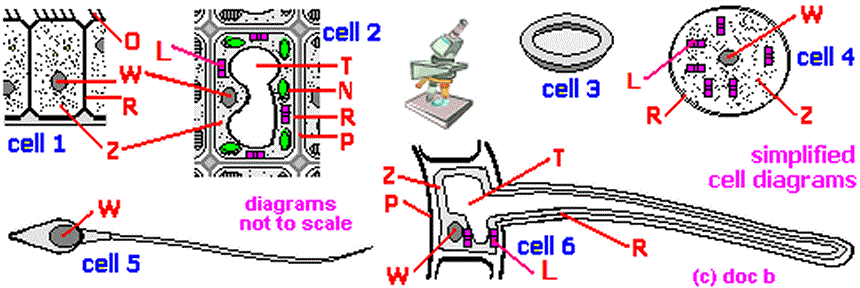 GCSE biology what is a cell? what are organelle? what are the main ...