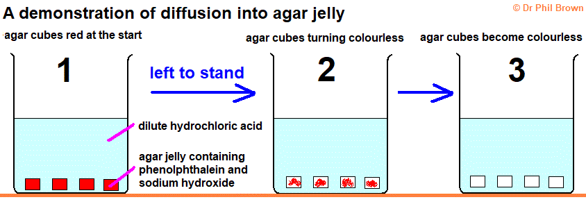 GCSE Biology Transfer of substances by diffusion, what is diffusion ...