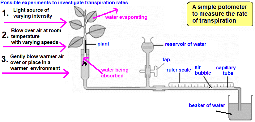 GCSE Biology An experiment to investigate rate of transpiration using a ...