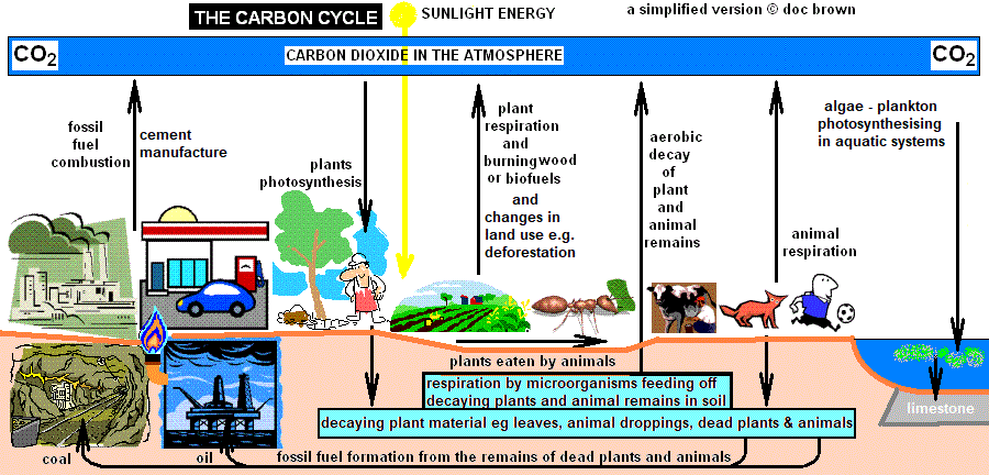 GCSE biology Diagram of the Carbon cycle described explained gcse ...